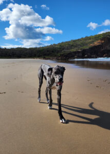 Welcome-to-Bonny-Hills